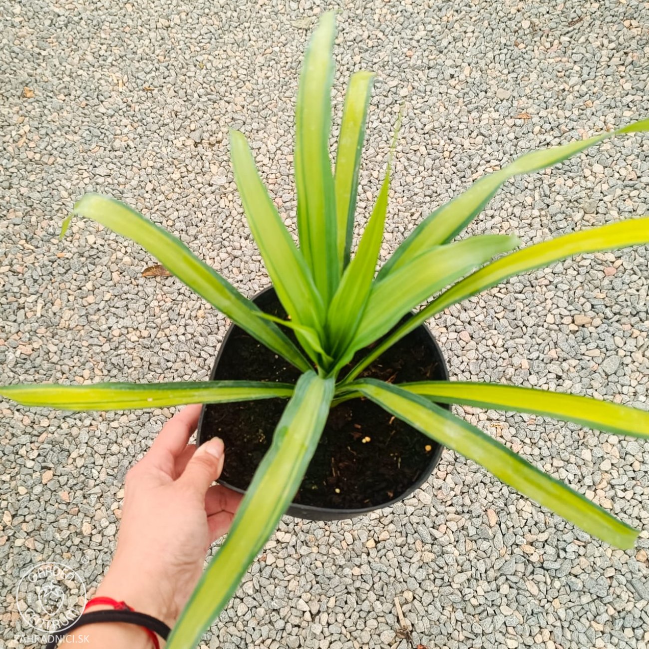Obrázok Juka previsnutá (Yucca recurvifolia) ´BANANA SPLIT´ - výška 10-20 cm, kont. C2L (-20 °C)